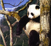 Animal Planet: My Life In The Wild-Panda