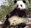 Animal Planet: My Life In The Wild-Panda