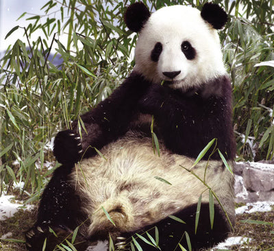 Animal Planet: My Life In The Wild-Panda