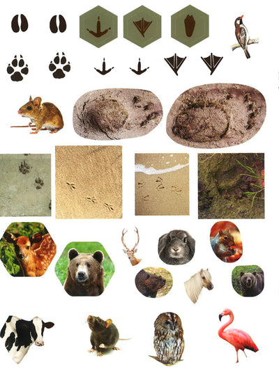 Bear Grylls Sticker Activity: Animal Detective