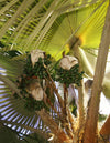 Dransfield\Genera Palmarum