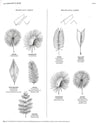 Dransfield\Genera Palmarum