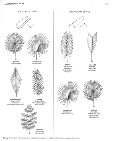 Dransfield\Genera Palmarum