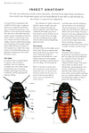 Natural History Of Insects