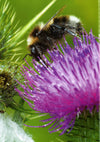 Natural History Of Insects
