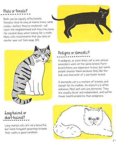 How To Look After Your Kitten