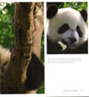 Panda: Back From The Brink