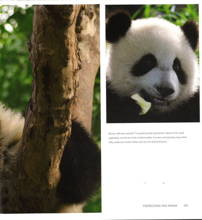 Panda: Back From The Brink