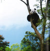 Panda: Back From The Brink