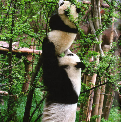 Panda: Back From The Brink