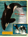 3D Pan:Dolphins