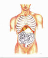 Atlas Of The Human Body