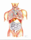 Atlas Of The Human Body
