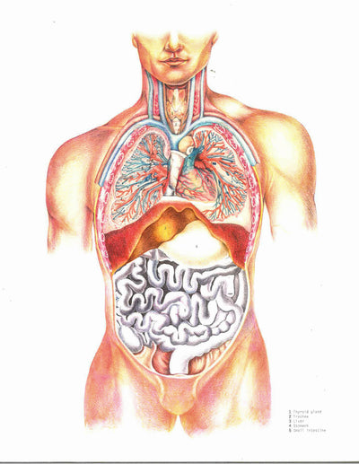 Atlas Of The Human Body