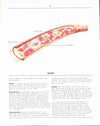 Atlas Of The Human Body
