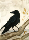 The Cardinal And The Crow